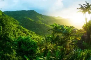 El Yunque Rainforest Tour Puerto Rico. Across Caribe